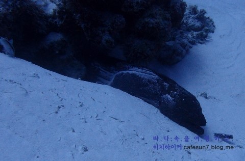 Similan M/V Camic - Anita