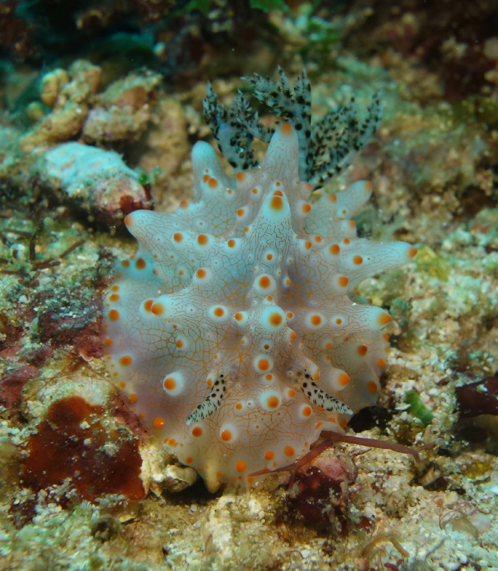 fun diving - 릴로안 #01 - 노블레스 - Elak