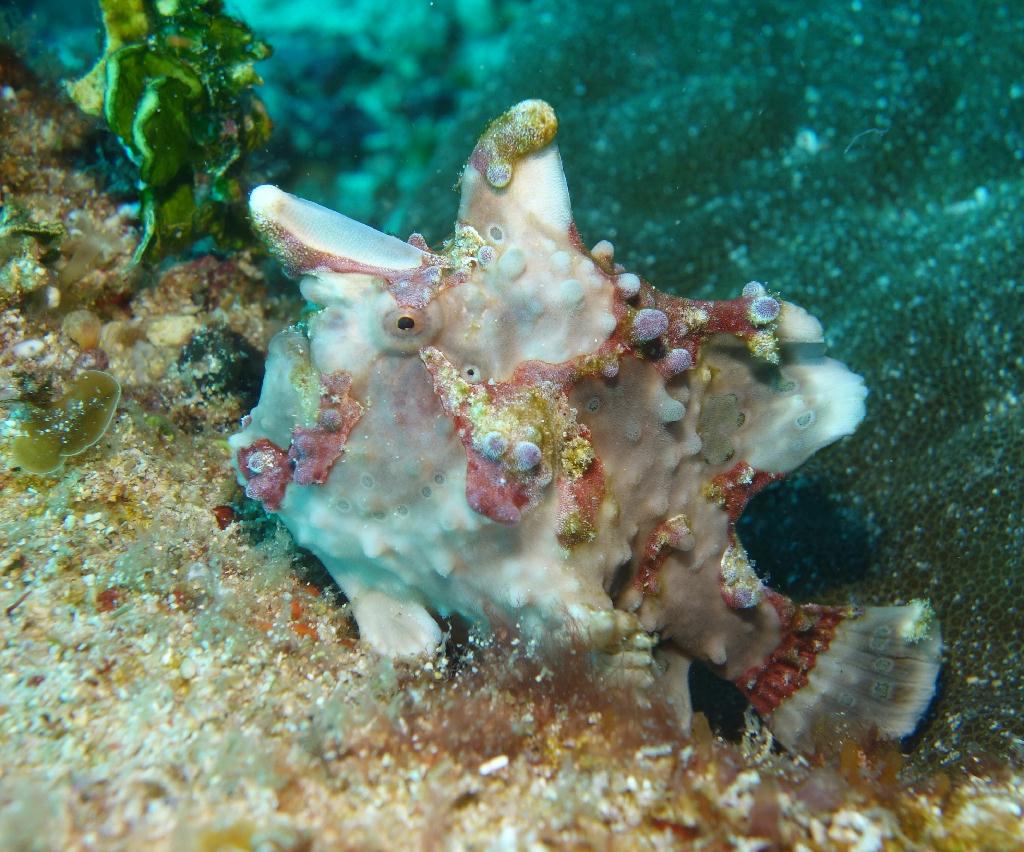 fun diving - 릴로안 #01 - 노블레스 - Elak