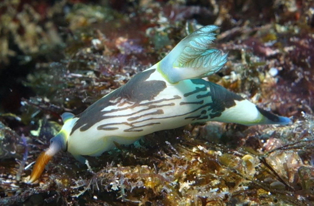 fun diving - 릴로안 #01 - 노블레스 - Elak