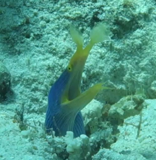 fun diving - 릴로안 #01 - 노블레스 - Elak