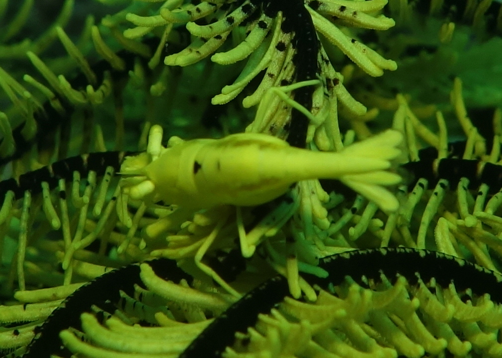 fun diving - 릴로안 #01 - 노블레스 - Elak