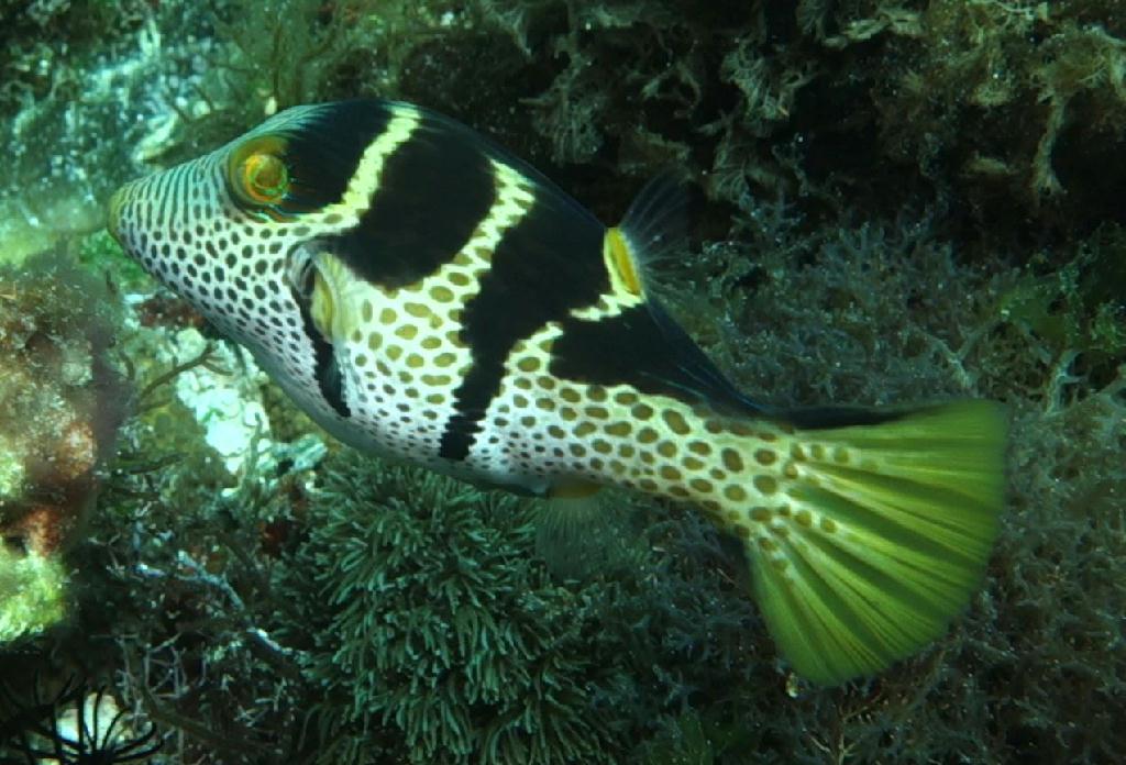 fun diving - 릴로안 #01 - 노블레스 - Elak