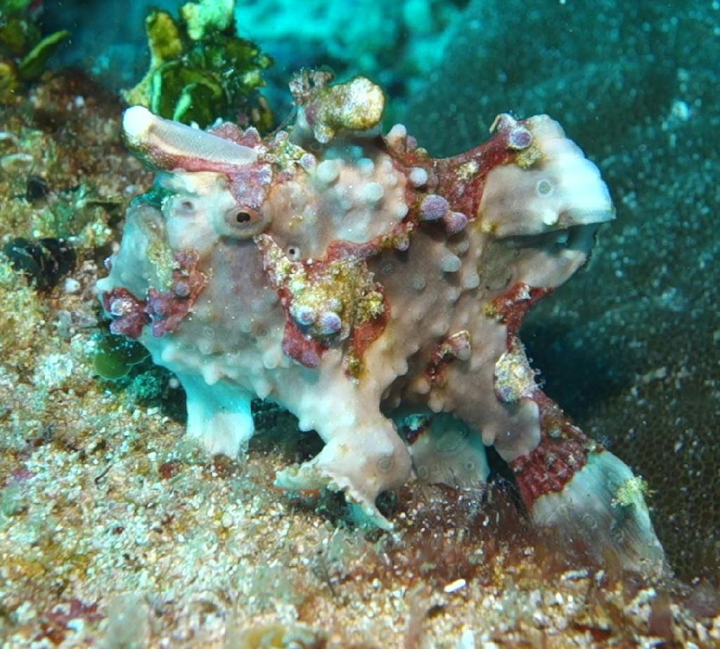 fun diving - 릴로안 #01 - 노블레스 - Elak