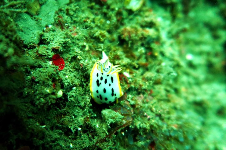 제주 서귀포 - 범섬