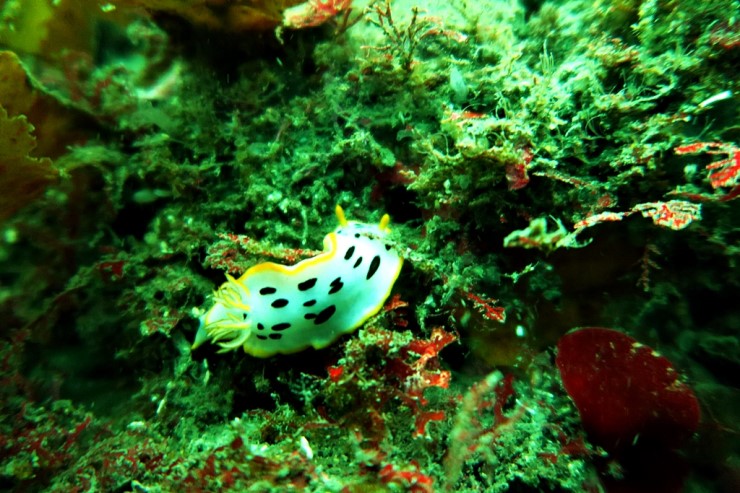 제주 서귀포 - 범섬