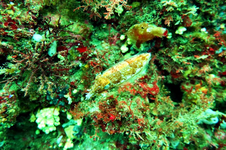 제주 서귀포 - 범섬