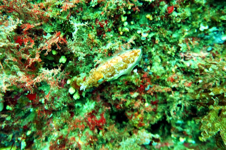 제주 서귀포 - 범섬