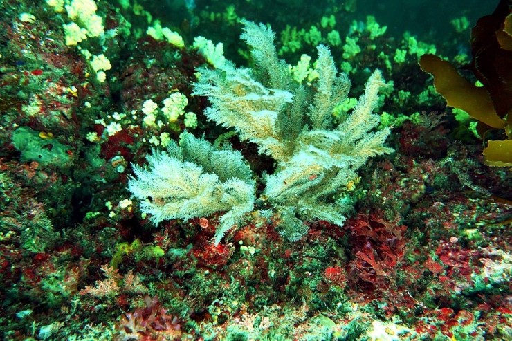 제주 서귀포 - 범섬