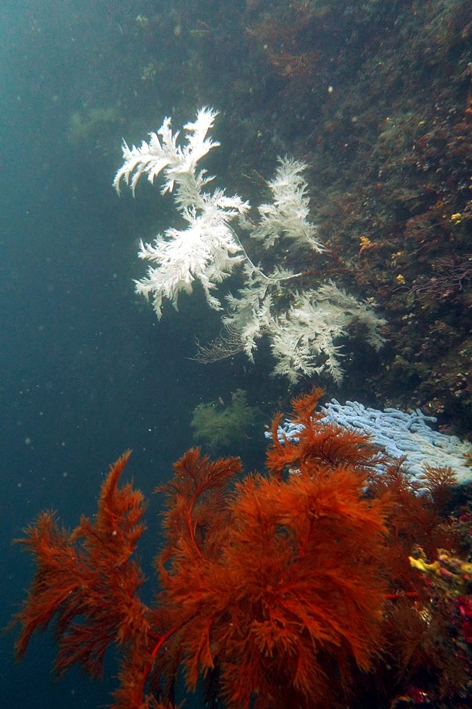 제주 서귀포 - 범섬