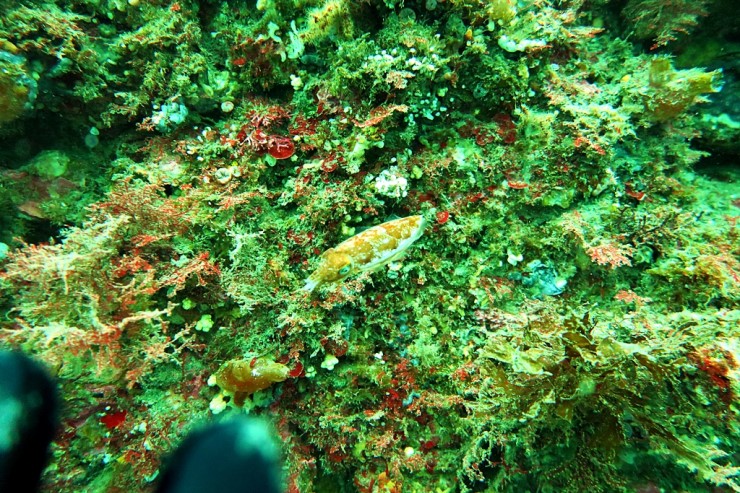 제주 서귀포 - 범섬