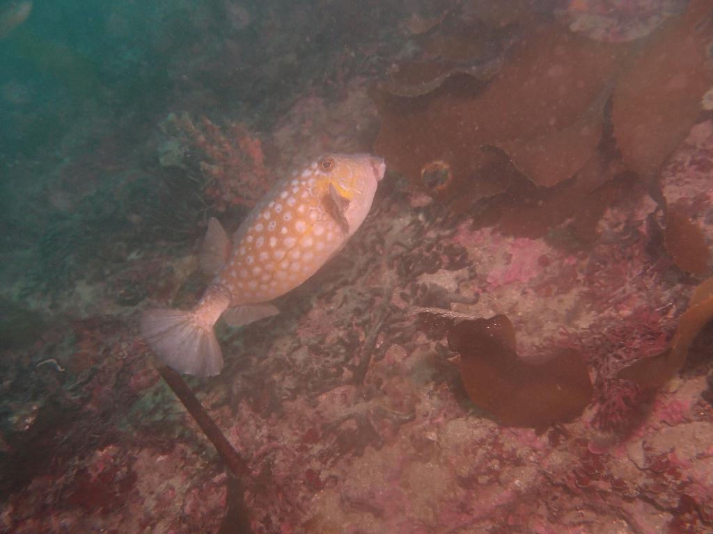 Fun - 제주도 성산 블루버블  - 오점개
