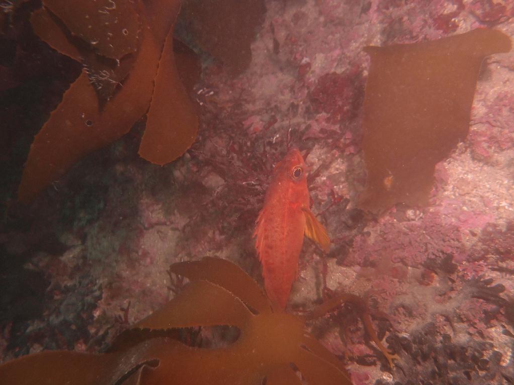 Fun - 제주도 성산 블루버블  - 오점개