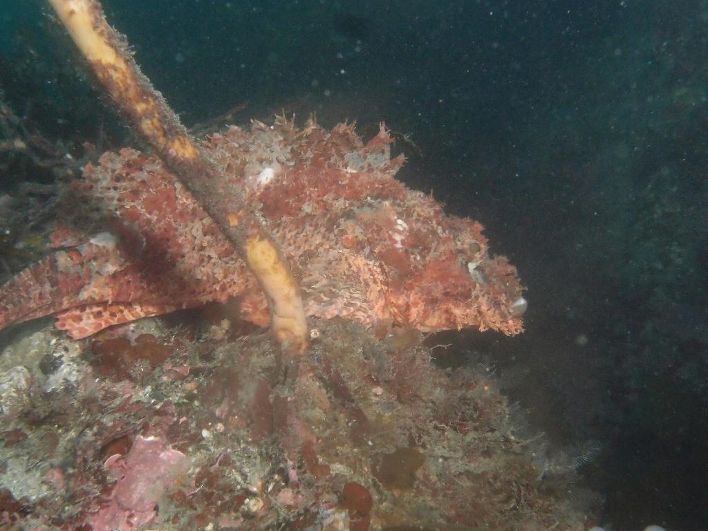 Fun - 제주도 성산 블루버블  - 오점개