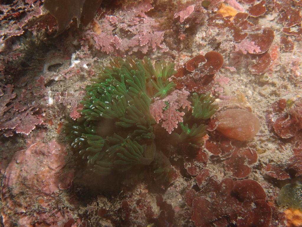 Fun - 제주도 성산 블루버블  - 오점개