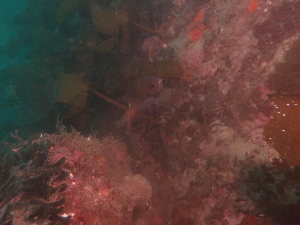 Fun - 제주도 성산 블루버블  - 오점개
