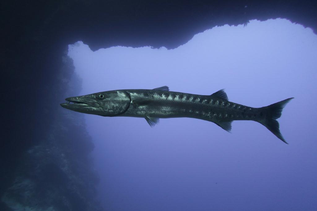 펀다이빙 - 팔라우 - 블루홀