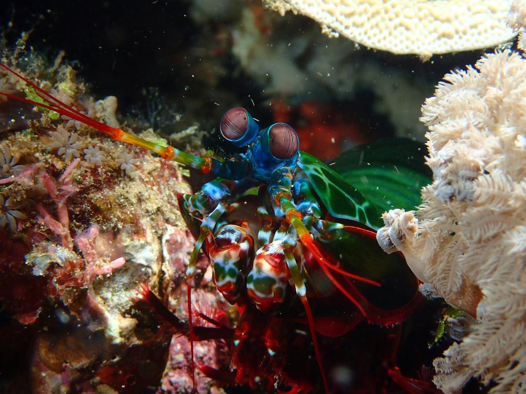 Manado - Gabet point