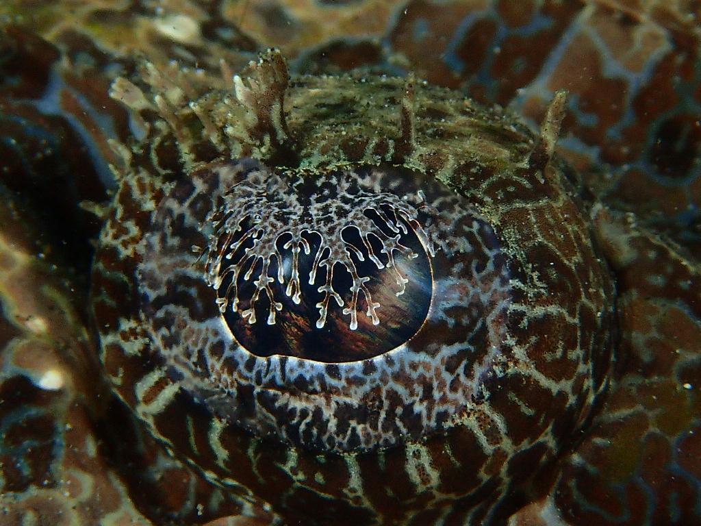 Lembeh strait - Aw shucks