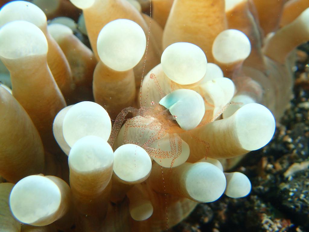 Lembeh strait - Nudi retreat 1