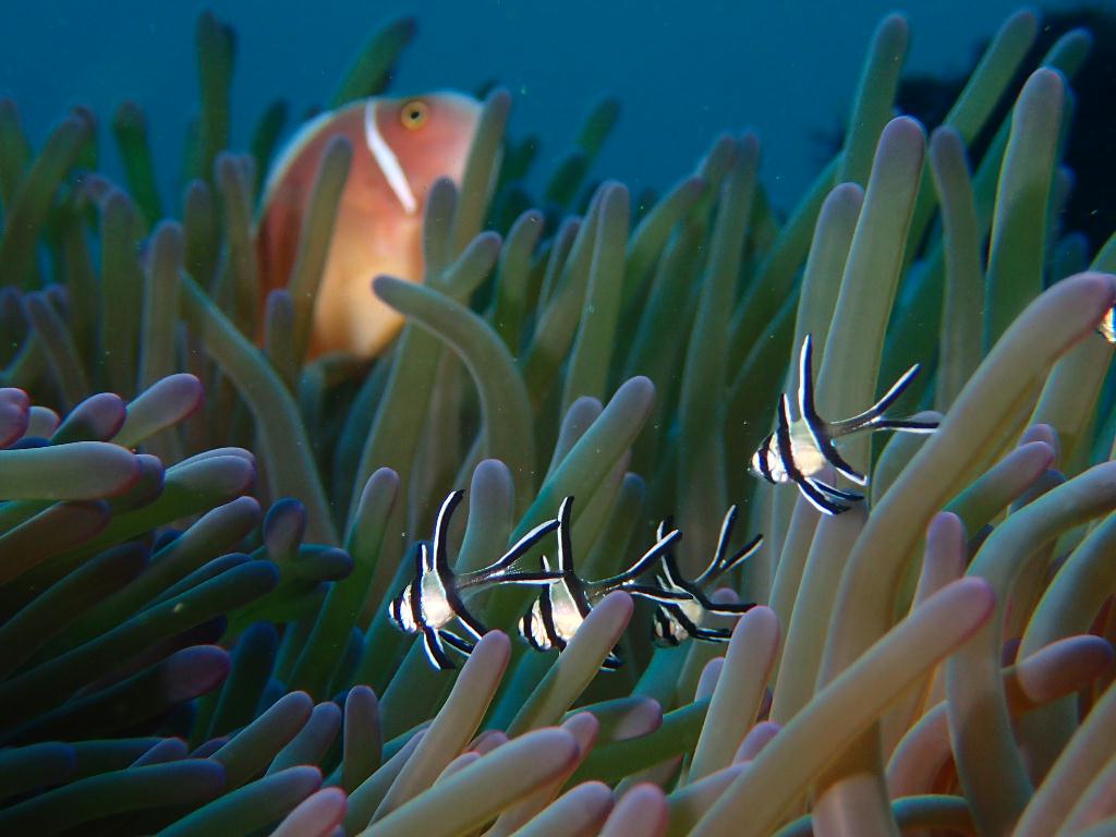 Lembeh strait - Nudi retreat 1