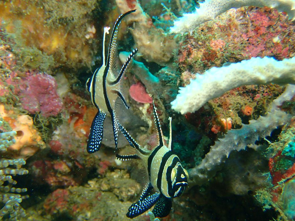 Lembeh strait - Nudi retreat 1