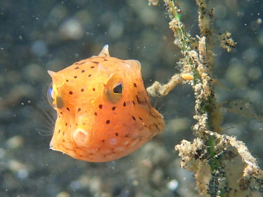 Lembeh strait - Makawide 1