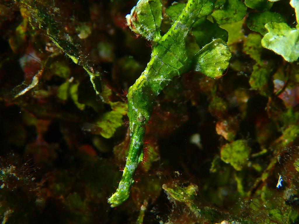 Lembeh strait - Aw shucks