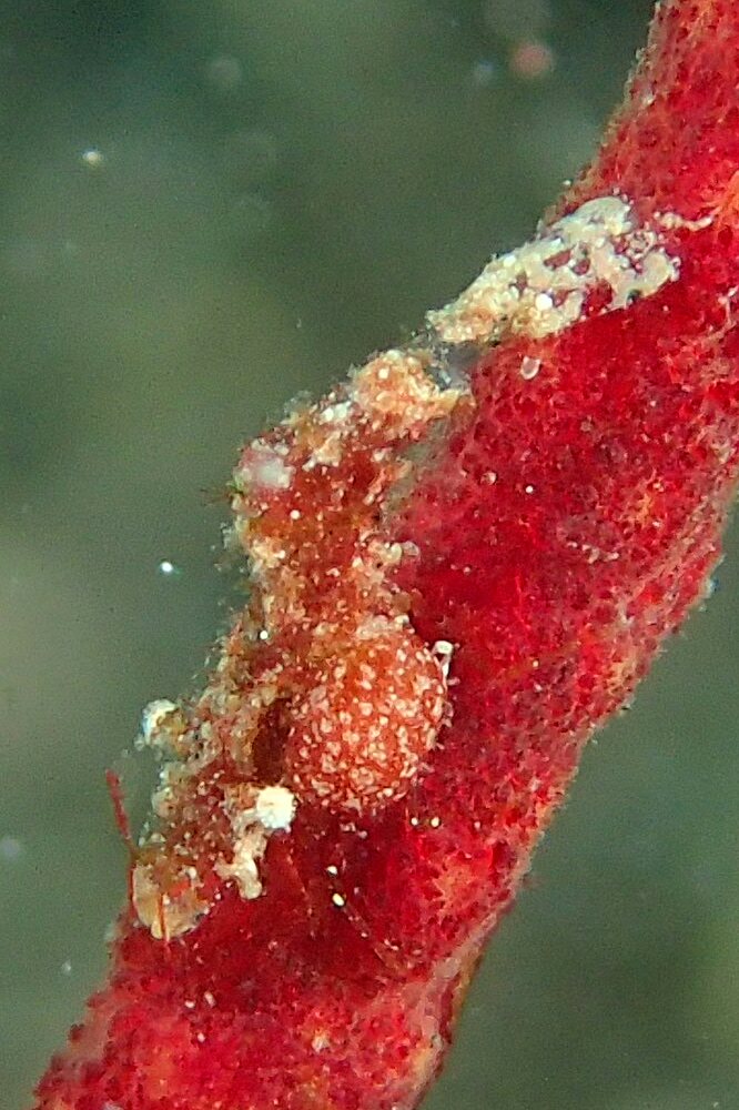 Lembeh strait - Nudi retreat 1