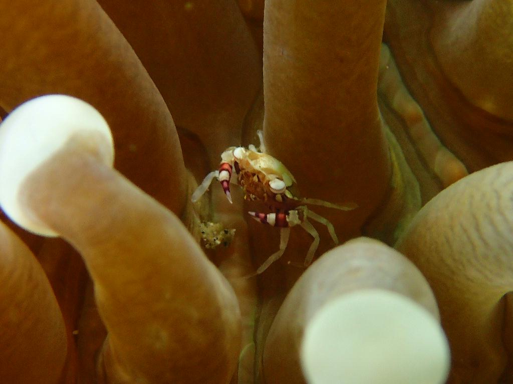 Lembeh strait - Nudi retreat 1