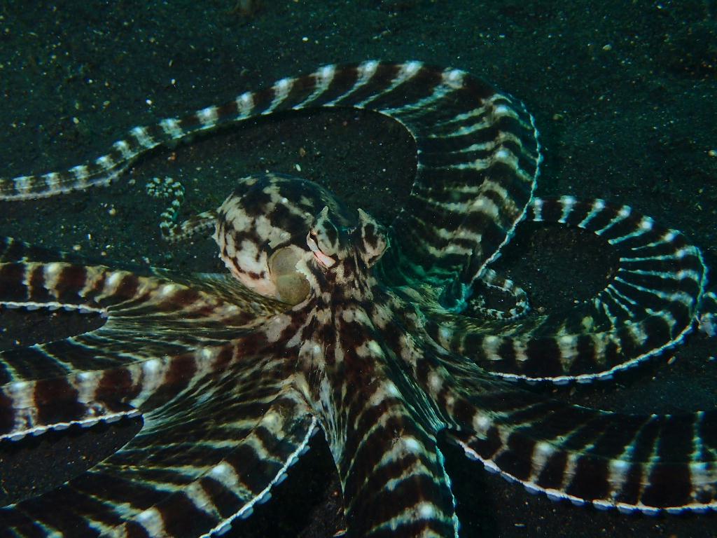 Lembeh strait - Makawide 1