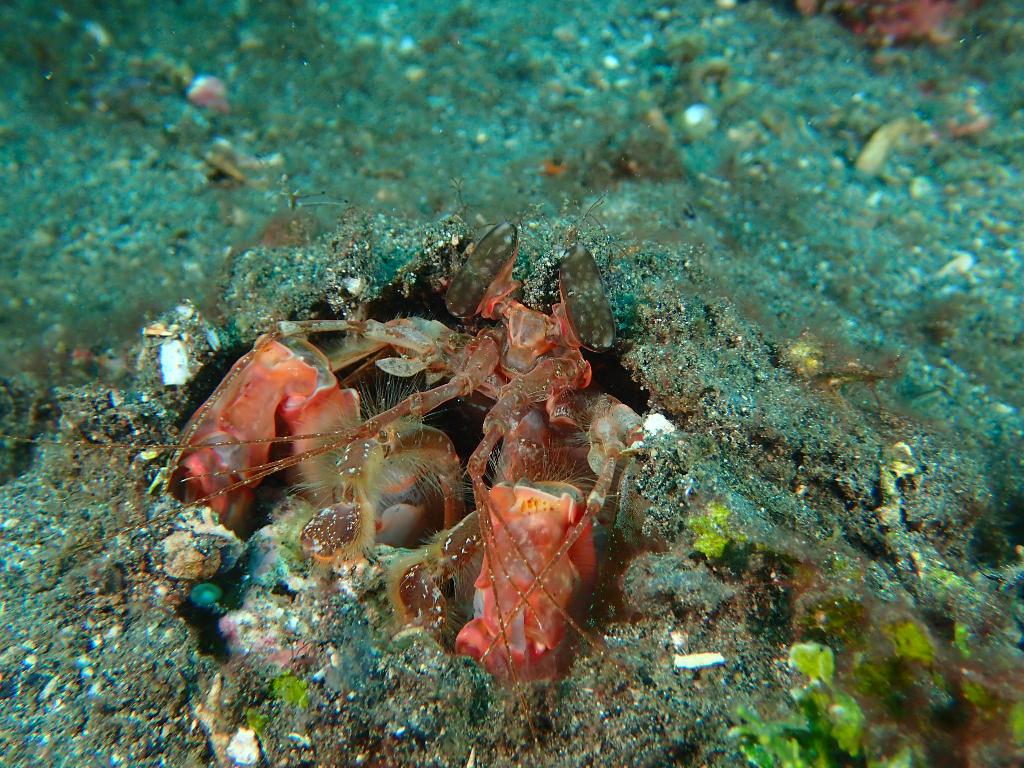 Lembeh strait - Aw shucks