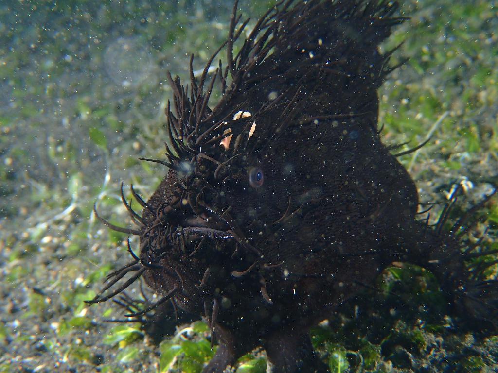 Lembeh strait - Makawide 1