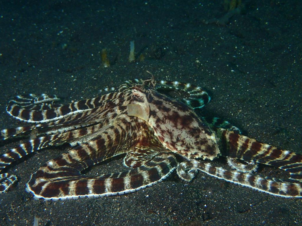Lembeh strait - Makawide 1