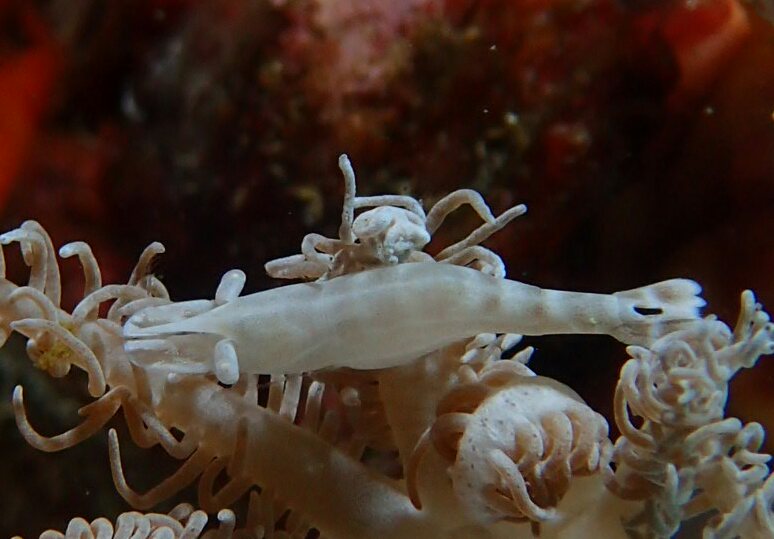 Lembeh strait - Aw shucks
