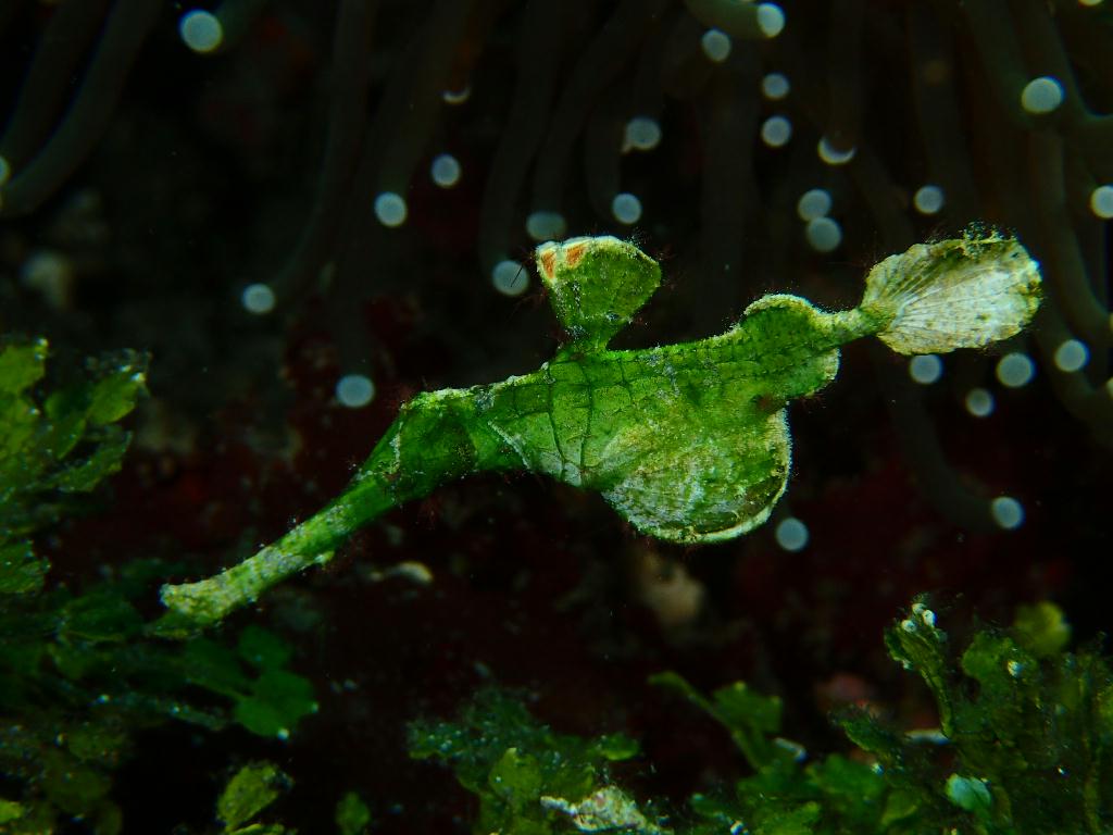 Lembeh strait - Aw shucks