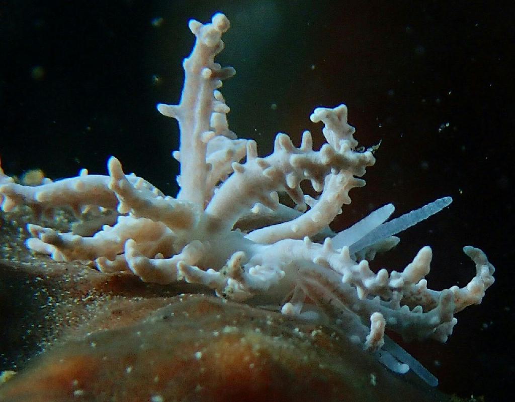 Lembeh strait - Aw shucks
