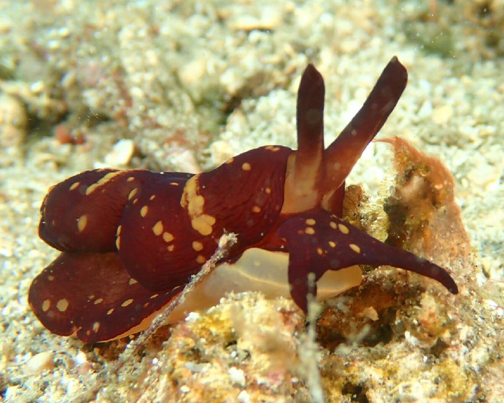 Lembeh strait - Nudi retreat 1