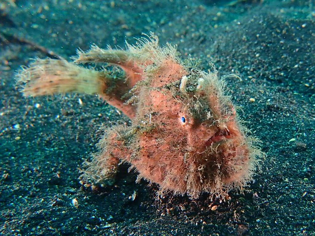 Lembeh strait - Makawide 1