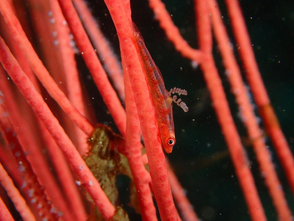 Lembeh strait - Aer bajo 2