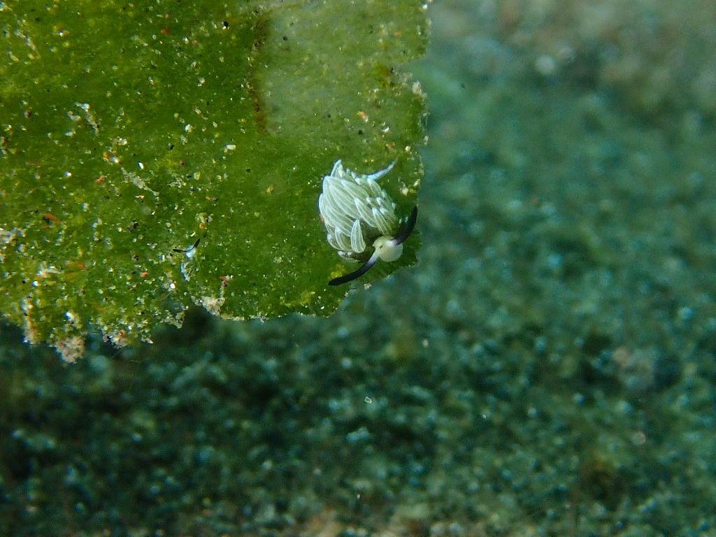 Lembeh strait - Aer bajo 2