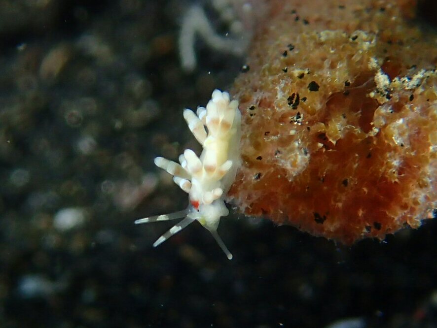 Lembeh strait - TK 3