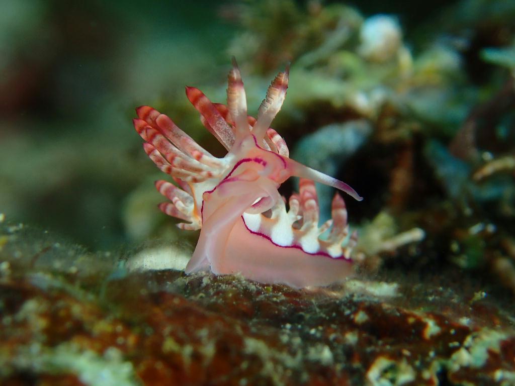 Lembeh strait - Marin point