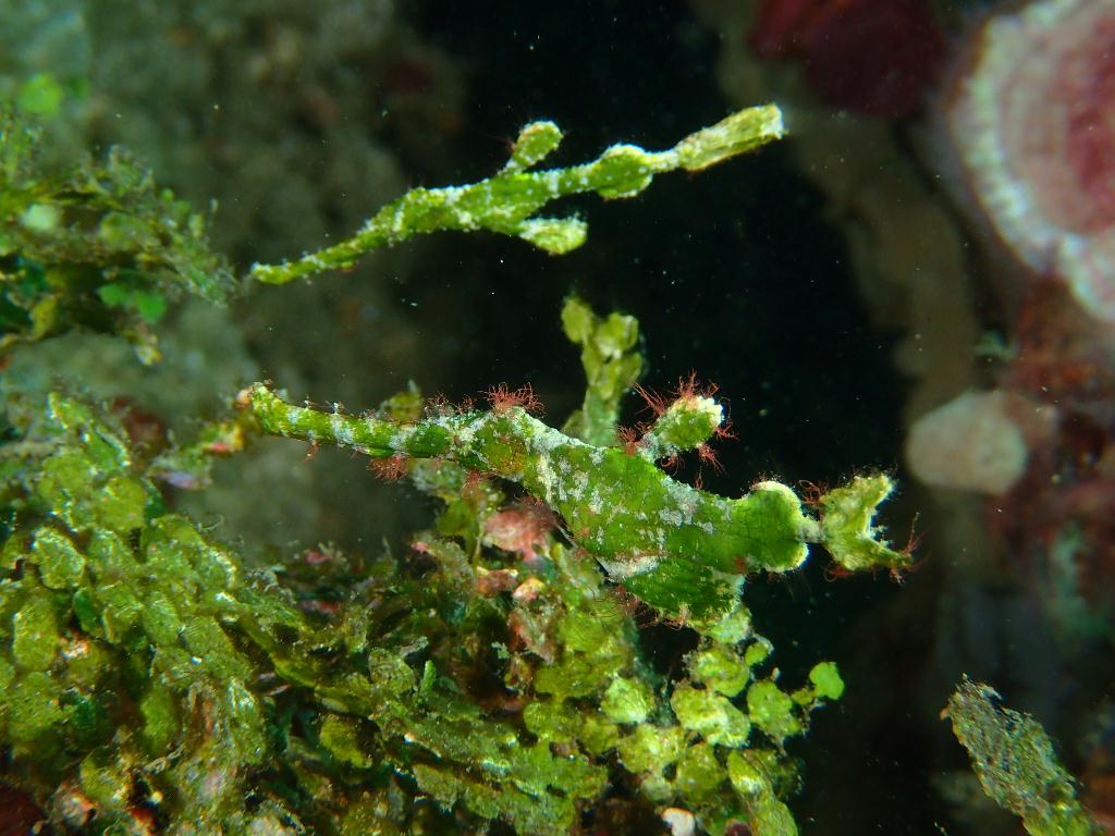Lembeh strait - Marin point