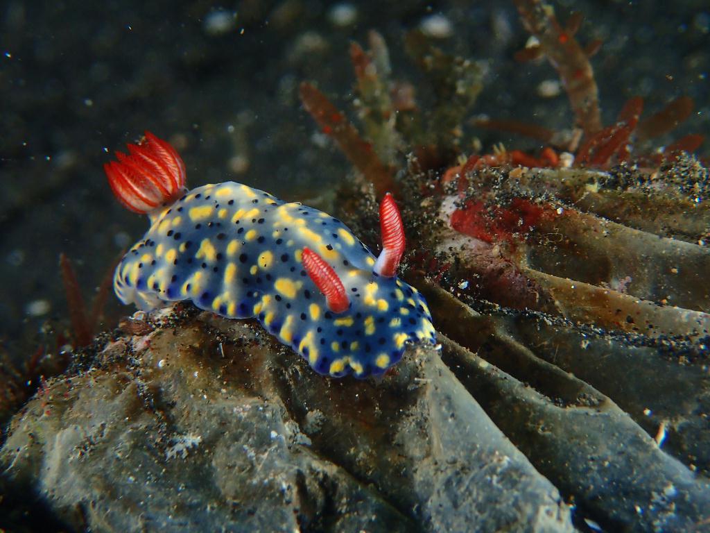 Lembeh strait - TK 3