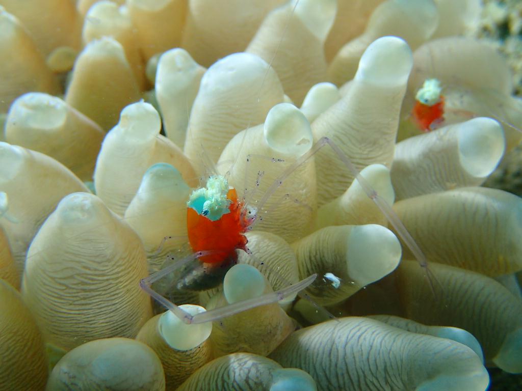 Lembeh strait - Marin point