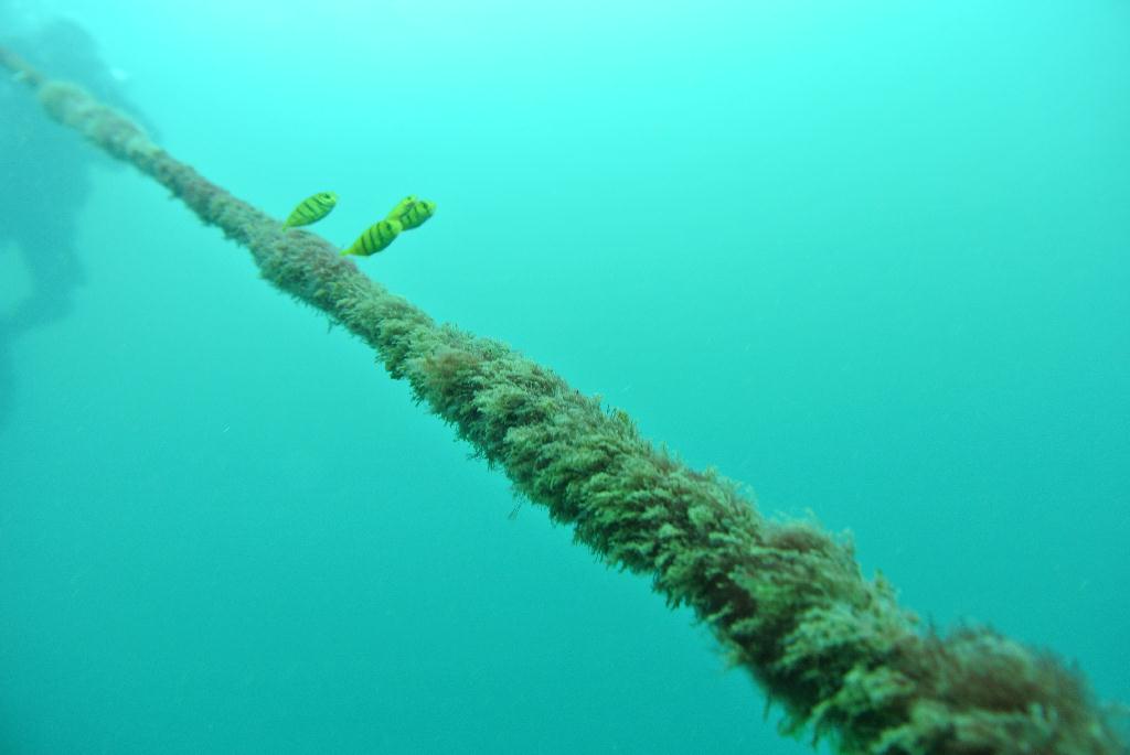 펀 다이빙 - Oceanic quest in Brunei - u.s.a wreck