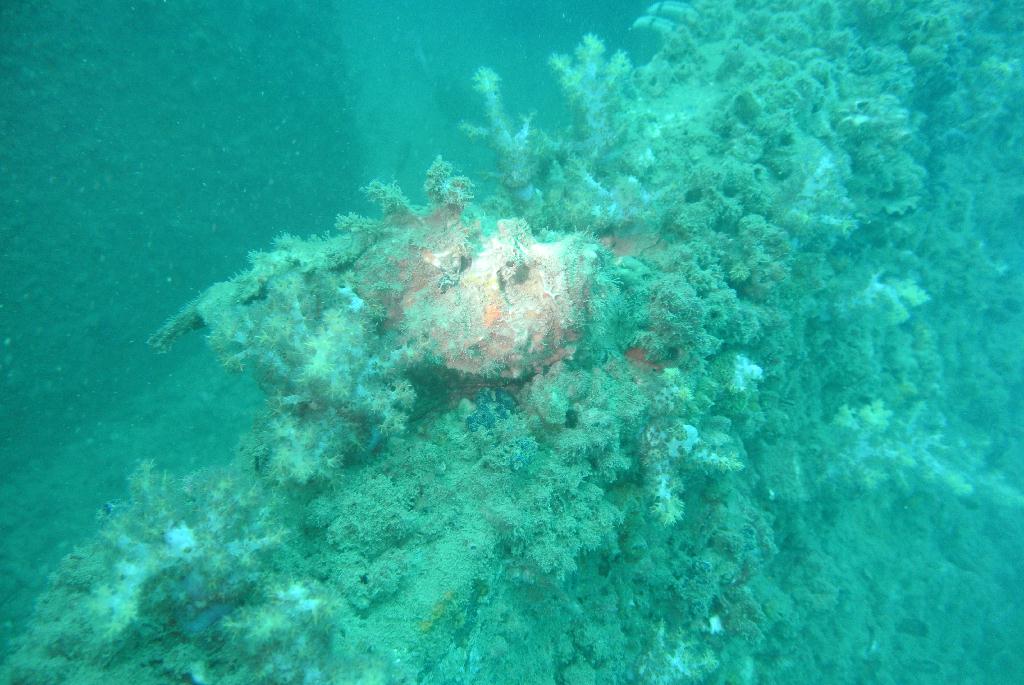 펀다이빙 - Oceanic quest in Brunei - dolphin wreck