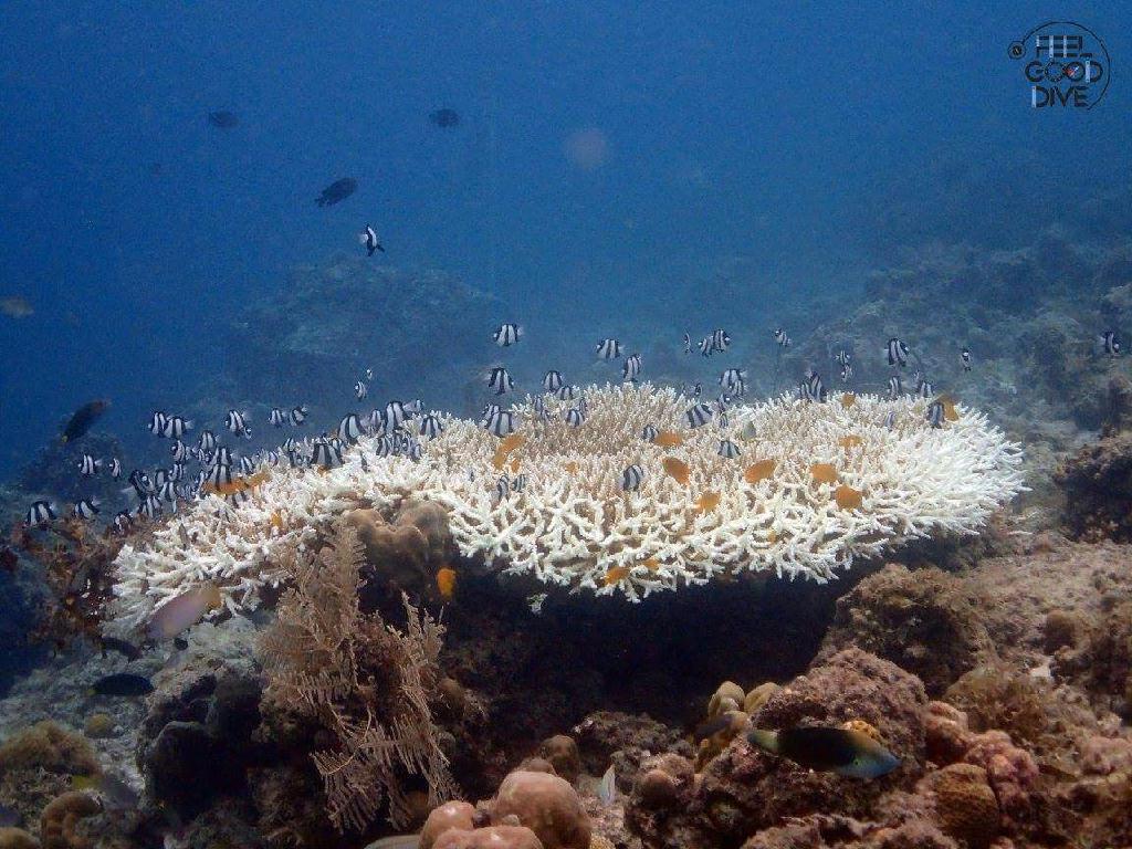 오픈워터 개방수역 - 필리핀 세부 - 올랑고