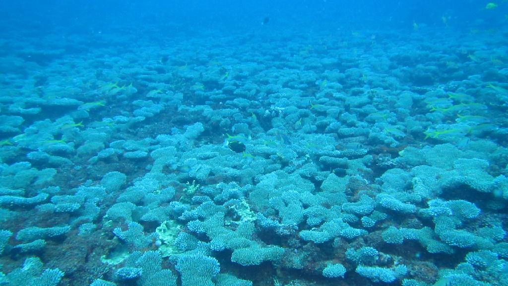 사이판 deep bluesea - 딤플포인트